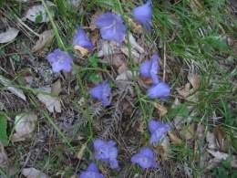 Campanula argaea.jpg