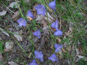Campanula argaea.jpg