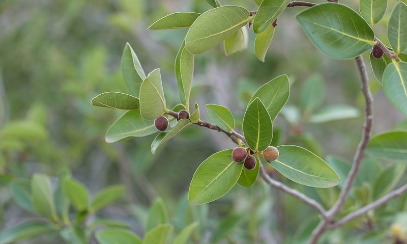 Archivo:Ficus cerasicarpa 1.jpg