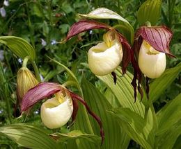 Flor Cypripe Kentucki.jpg