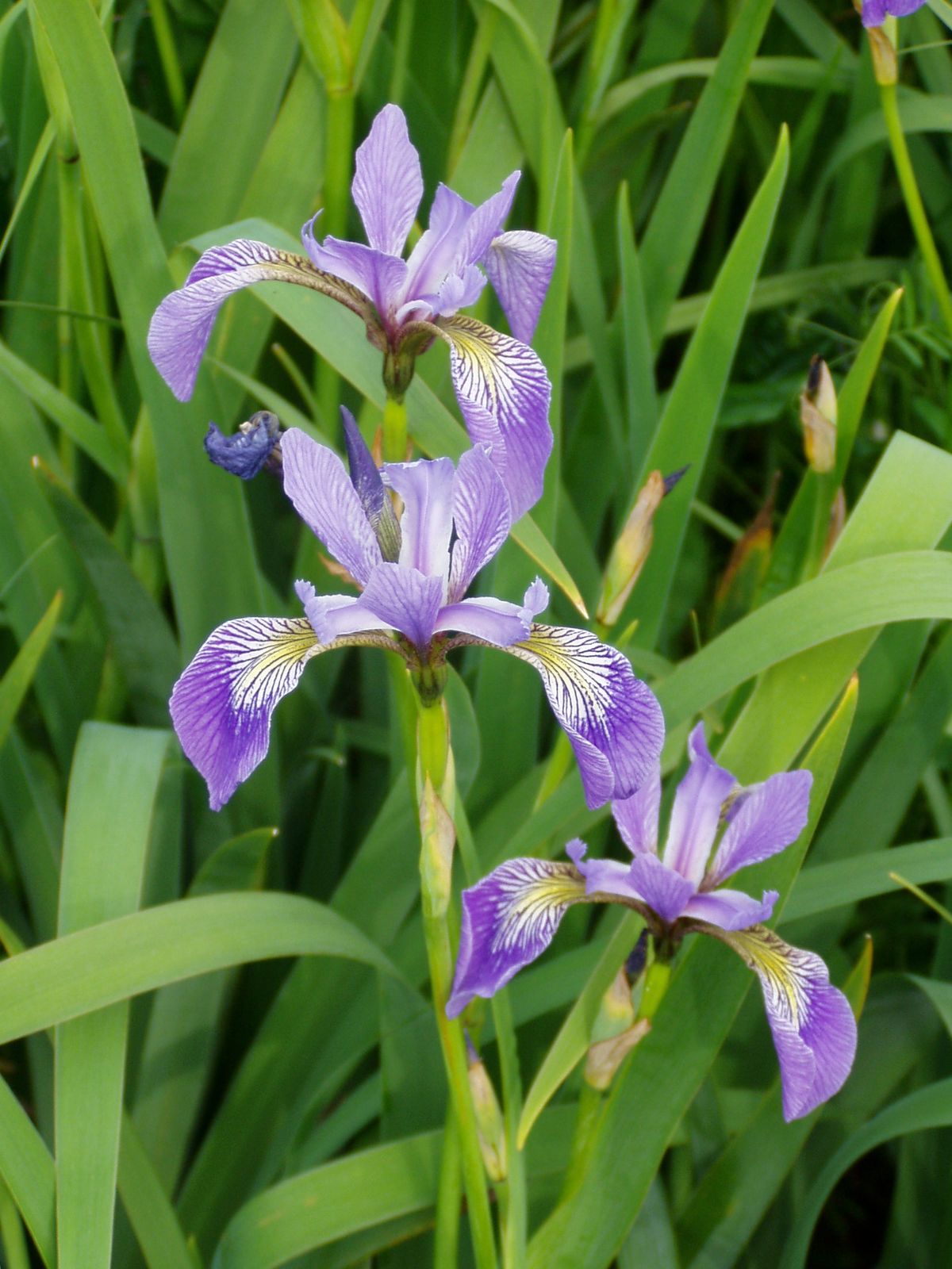 Iris Versicolor - EcuRed