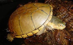 Kinosternon flavescens.JPG