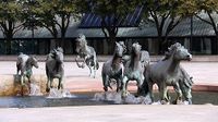 Mustangs de las Colinas3.jpg