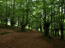 Parque nacional Los Remedios.jpg