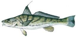 Pescadilla rey.jpg