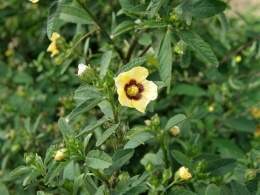Sida rhombifolia (Small).jpg