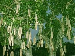 Árbol de las salchichas.jpg