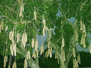 Árbol de las salchichas.jpg
