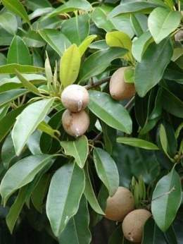 Acana-manilkara-albescens.jpg