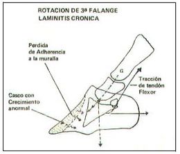 Afec Podales.jpg
