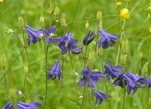 Aquilegia vulgaris.jpg