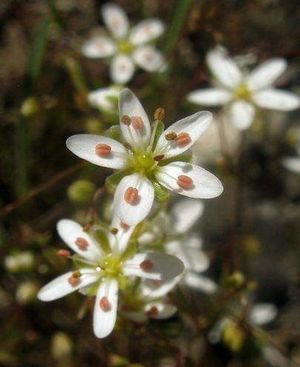 Arenaria obtusiflora.jpg