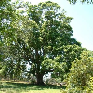 Cedro 1.jpg