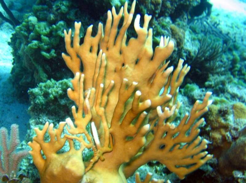 Archivo:Coral fuego otro.jpg