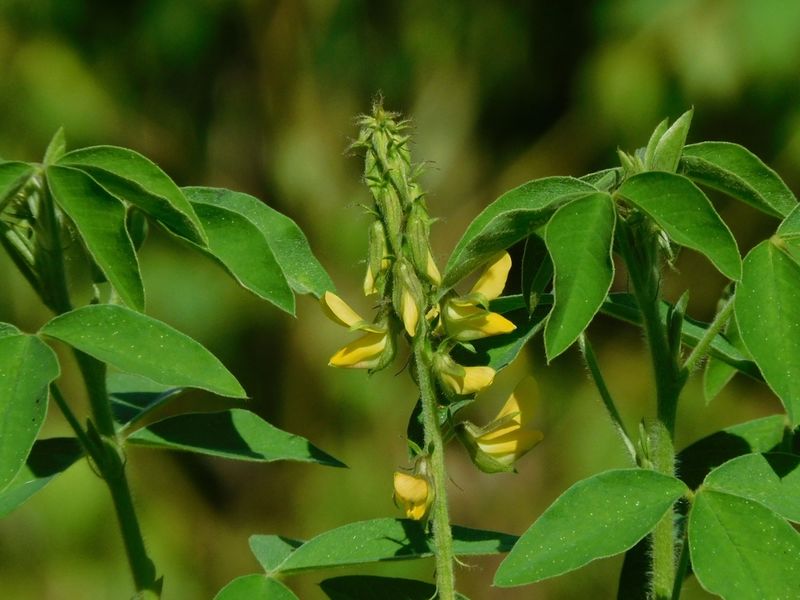 Archivo:Crotalaria chaco-serranensis.jpeg