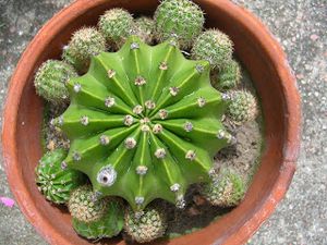 Echinopsis Eyriesii.JPG