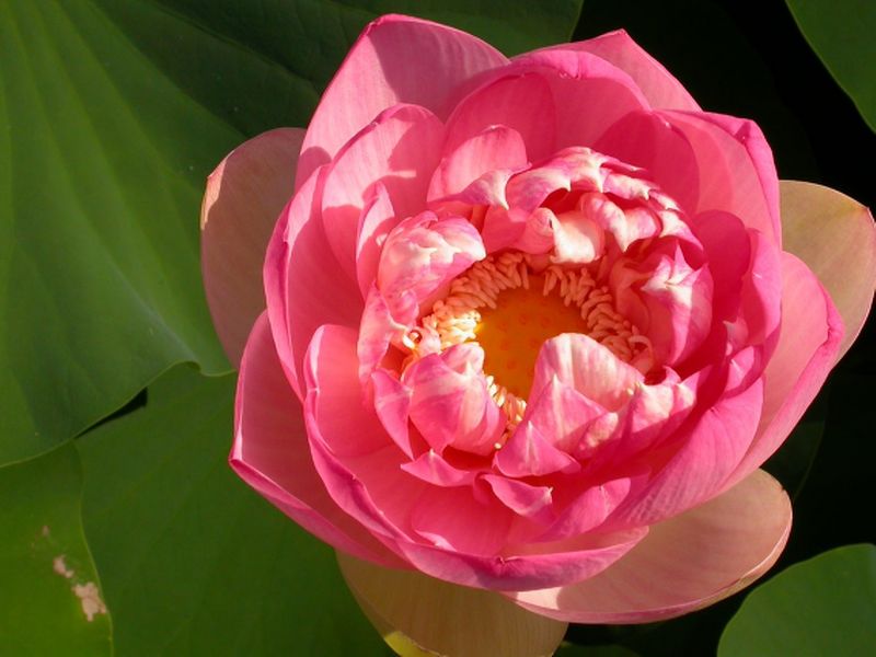 Archivo:Nelumbo nucifera 4.jpg