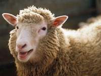 Oveja dolly.jpg