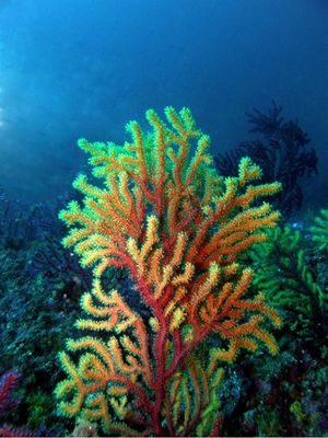 Paramuricea Clavata.jpg
