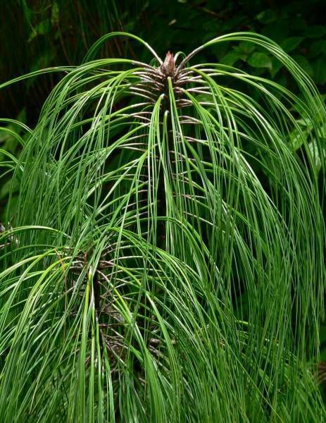Archivo:Pinus pseudostrobus hojas.jpg