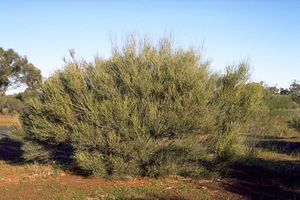 Acacia exocarpoides.jpg