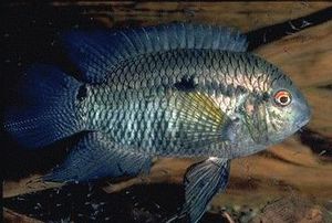 Cichlasoma portalegrense.jpg