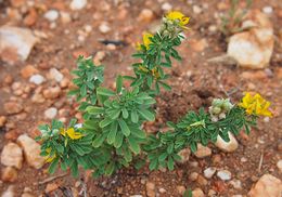 Crotalaria medicaginea.jpg