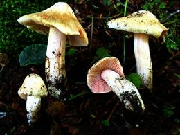 Inocybe patouillardii.jpg