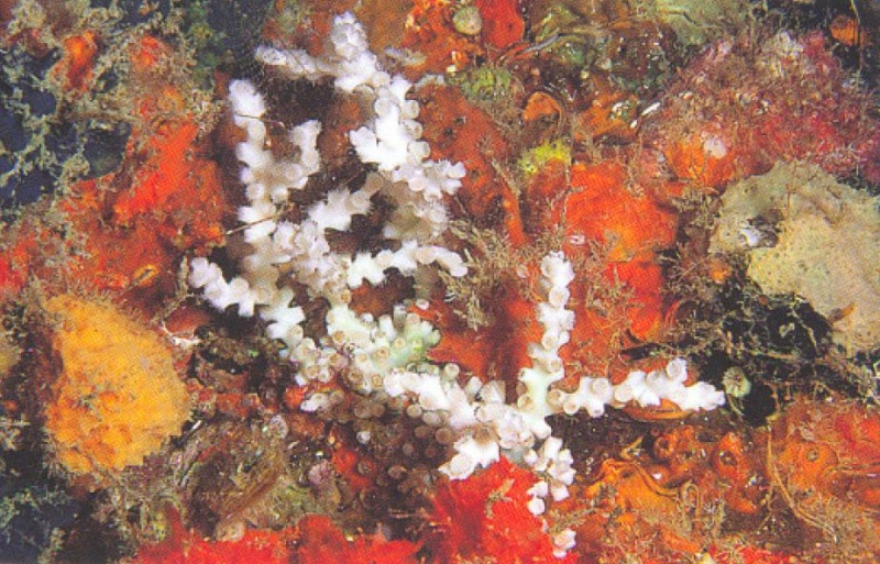 Archivo:Oculina tenella.JPG