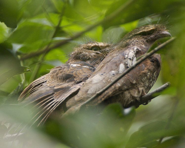 Archivo:(Batrachostomus javensis).jpg