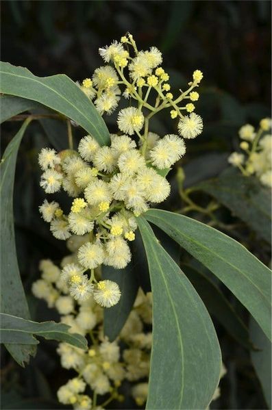 Archivo:Acacia falciformis 3.jpg