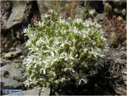 Arenaria-tomentosa1.jpg