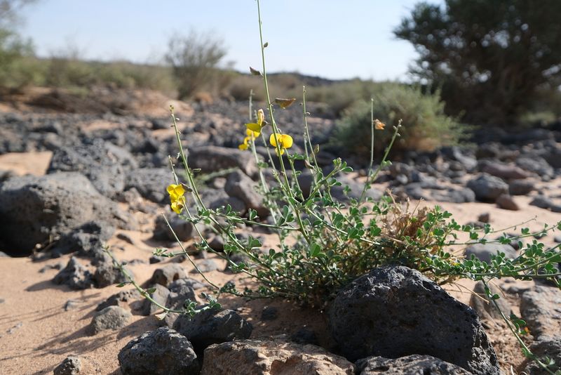 Archivo:Crotalaria emarginella 0.jpeg