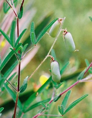 Crotalaria podocarpa.jpg