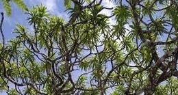 Dracaena Kaweesakii .jpg
