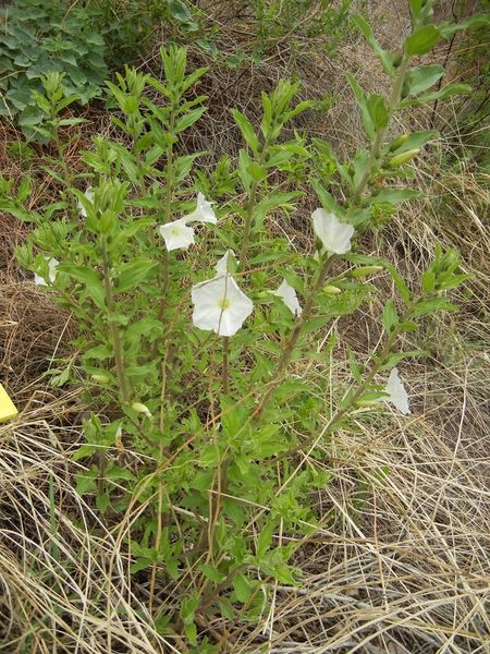 Archivo:Ipomoea petrophila.jpg