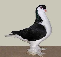 Lahore(black).jpg