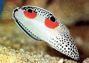 Pez wrasse.jpg