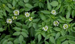 Rorippanasturtium-aquaticum.jpg