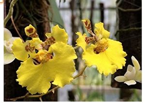 Tolumnia flor.jpg
