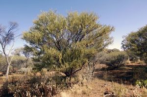 Acacia grasbyi.jpg