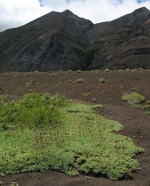 Acaena magellanica.jpg
