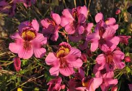 Alstroemeria magnifica.jpg