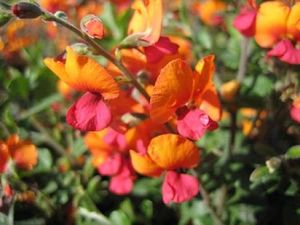 Chorizema ilicifolium.jpg