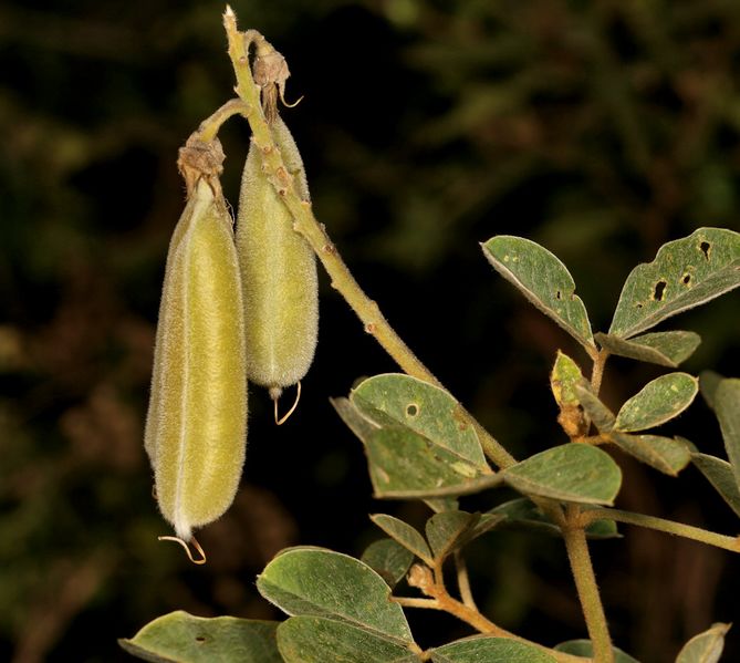 Archivo:Crotalaria doidgeae 3.jpeg
