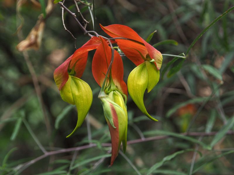 Archivo:Crotalaria grevei 2.jpg