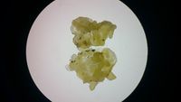 Embriones somáticos obtenidos del cultivar de ñame ‘Blanco de Guinea’ (Dioscorea cayenensis subsp. rotundata (Poir.) a las cuatro semanas en medio de cultivo MS complementado con 1.0 mg.L-1 de 2,4-D y 0.125 mg.L-1 de 6-BAP (10 x).