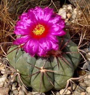 Echinocactus horizonthaloni123us.jpg