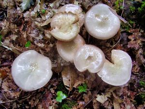 Hygrophorus eburneus.jpg