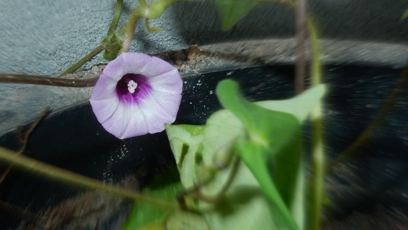 Archivo:Ipomoea cynanchifolia 1.jpg